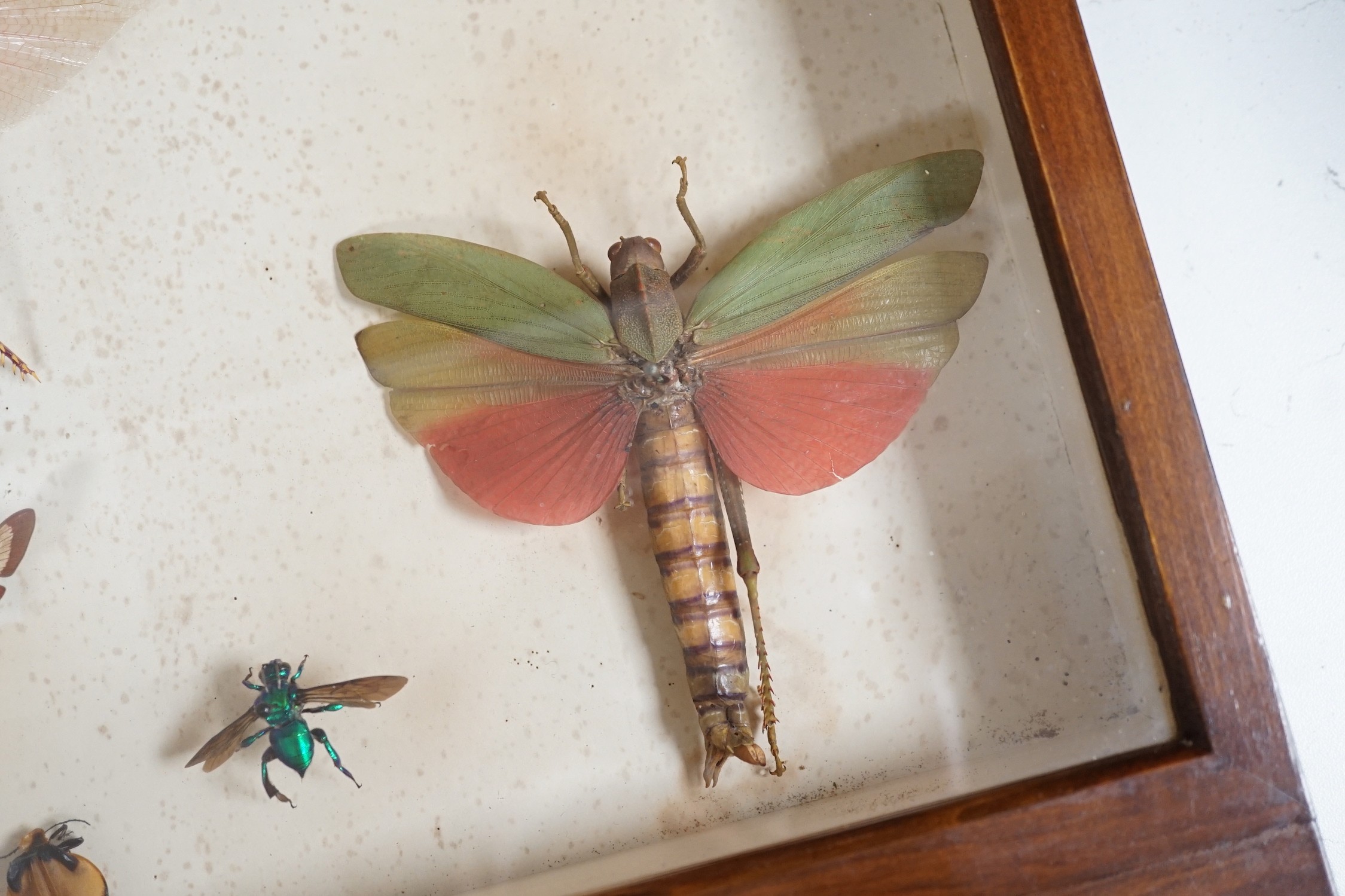 A cased group of taxidermic flying insects
